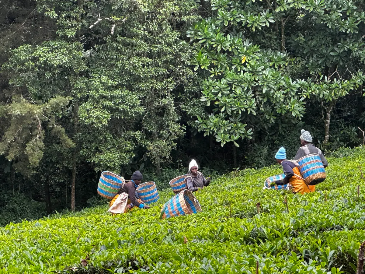 Women farmers harvesting Úbūchi tea leaves